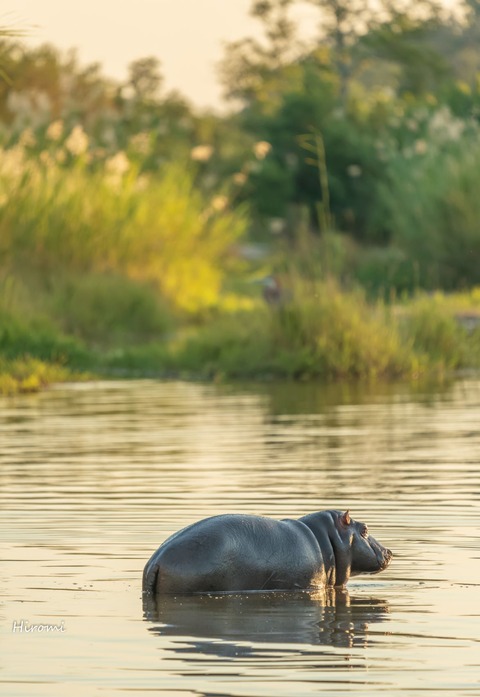 lr blog Londolozi Hippo-00575