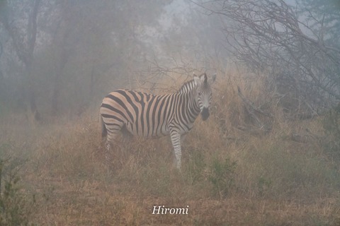 lr blog Londolozi Zebra in fog-01478