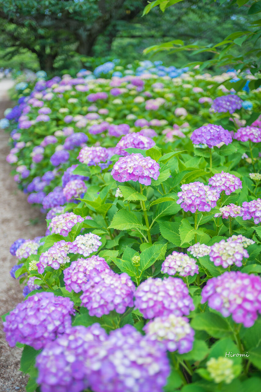 兵庫の紫陽花おすすめ名所 大人のための絶景アドベンチャー 兵庫の紫陽花おすすめ名所 大人のための絶景アドベンチャー