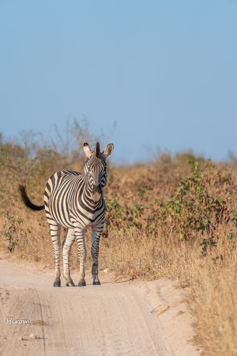 lr blog Londorozi Zebra-01218