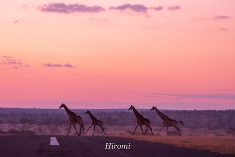lr blog Londolozi Giraffe sunset-01767