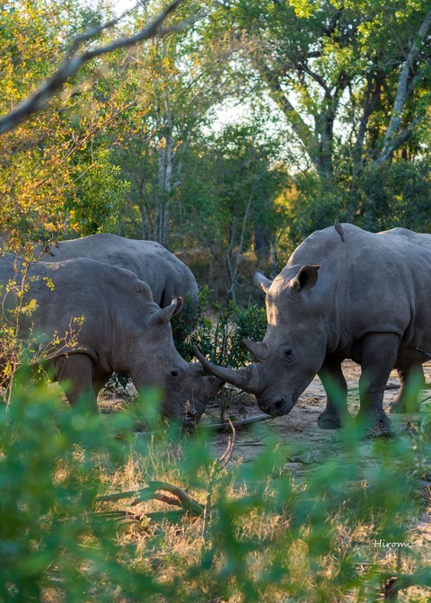 lr blog Londolozi Rhinos-00752