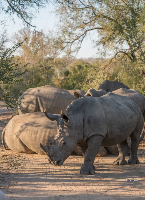 lr blog Londolozi Rhinos-00728