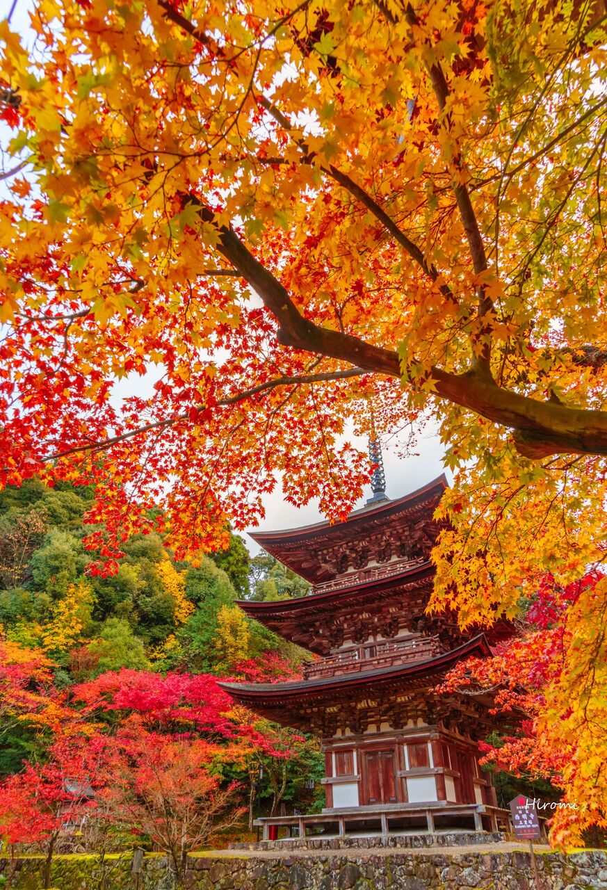 滋賀の紅葉スポット 湖東三山と永源寺 大人のための絶景アドベンチャー 滋賀の紅葉スポット 湖東三山と永源寺 大人のための絶景アドベンチャー