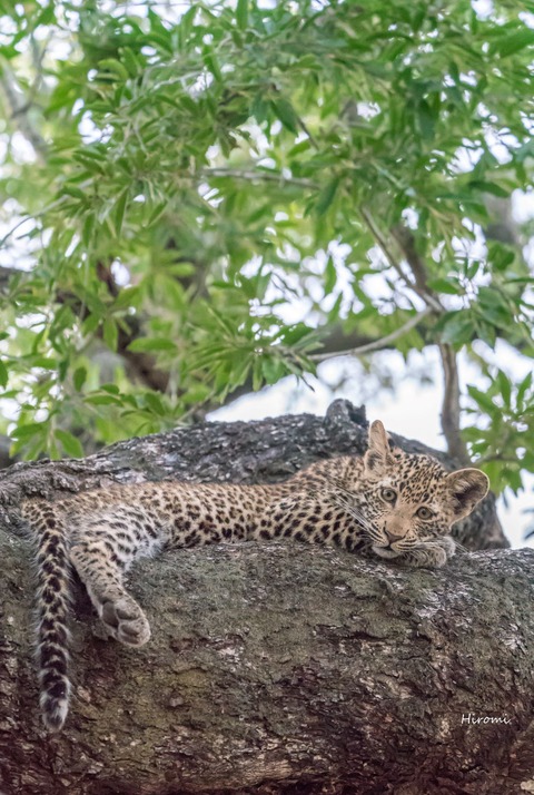 lr blog Londolozi Leopard-00877