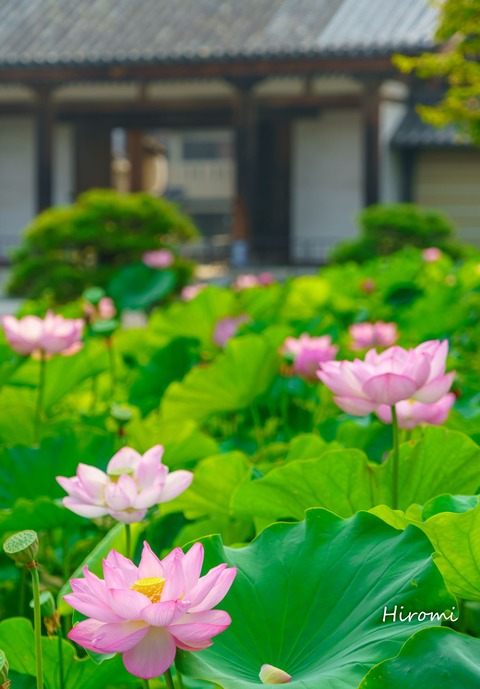 lr blog Toji-03095