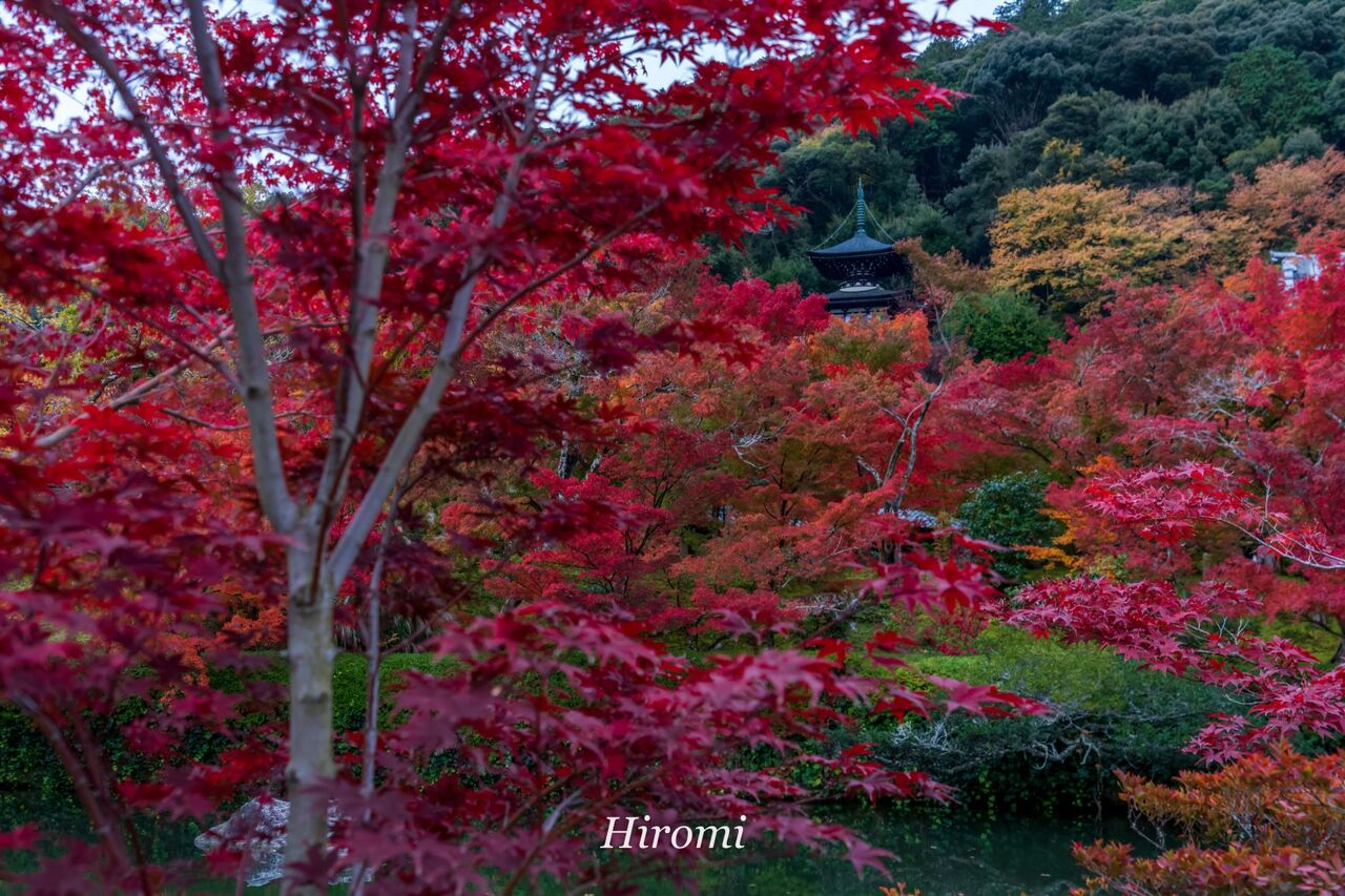 京都の紅葉スポット 東山 哲学の道周辺8選 大人のための絶景アドベンチャー 京都の紅葉スポット 東山 哲学の道周辺8選 大人のための絶景アドベンチャー