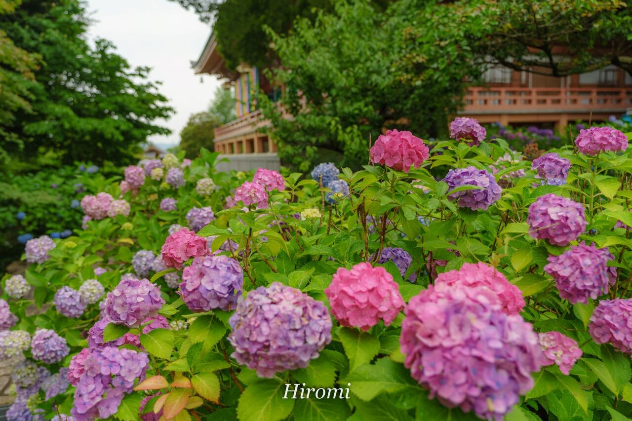 京都の紫陽花おすすめ名所 穴場4選 グルメ情報付き 大人のための絶景アドベンチャー 京都の紫陽花おすすめ名所 穴場4選 グルメ情報付き 大人のための絶景アドベンチャー