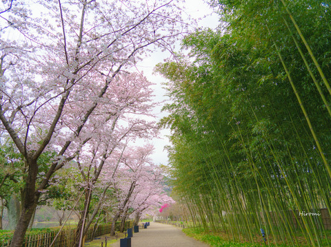 lr blog Heiankyo-01559