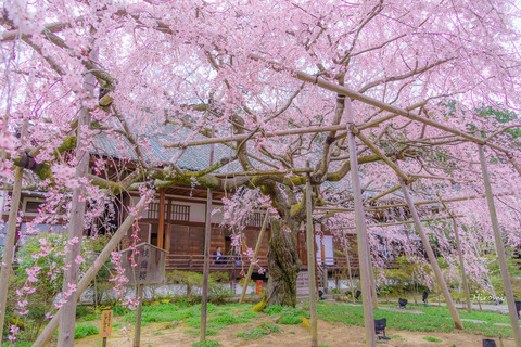 lr blog Bishamondo-01987