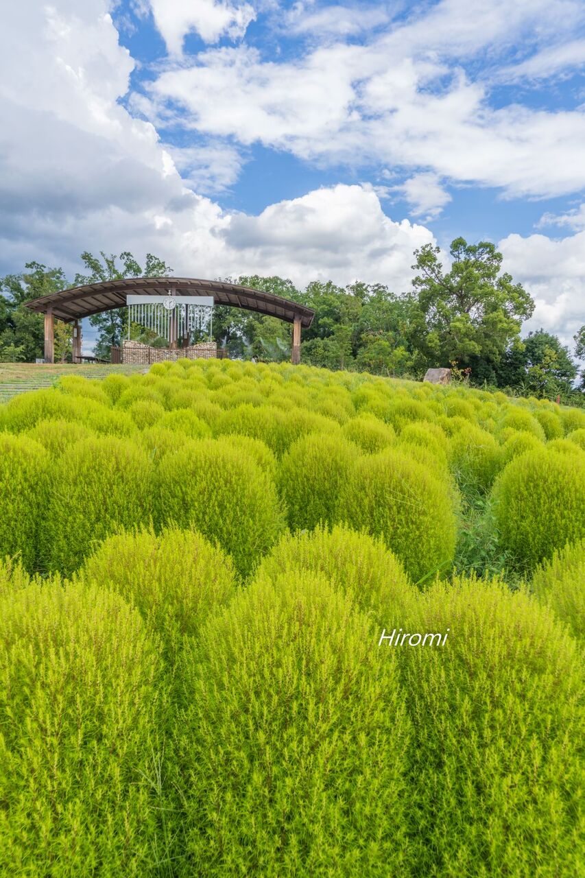 奈良 馬見丘陵公園のコキア 立ち寄りグルメ情報付き 大人のための絶景アドベンチャー