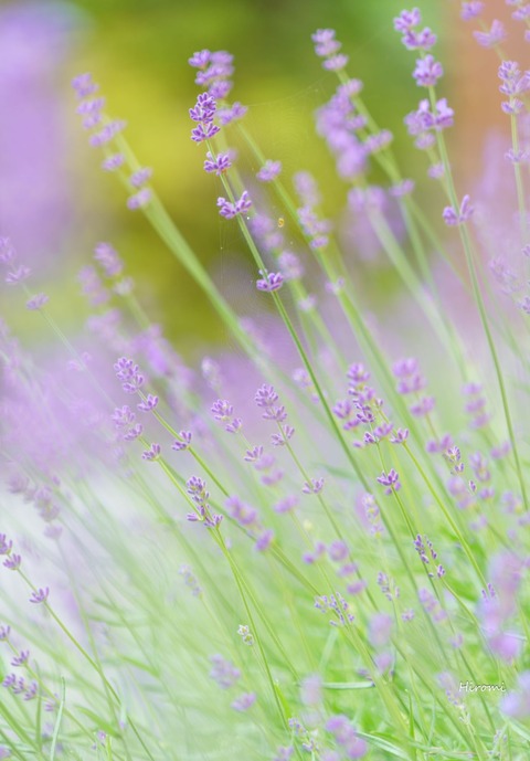2019-05-31 blog lr Hiramatsu-03908