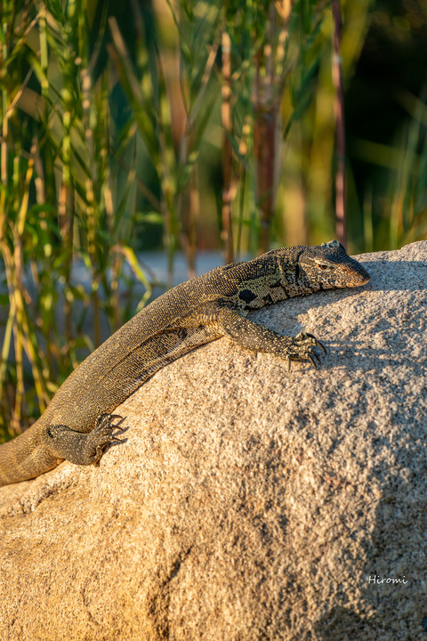 lr blog londolozi-00568