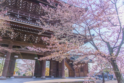 lr blog konkaikomyoji-05429