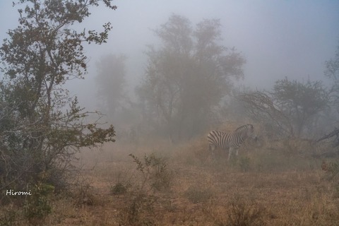 lr blog Londolozi Zebra in fog-01479