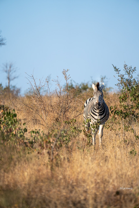 lr blog zebra-01221