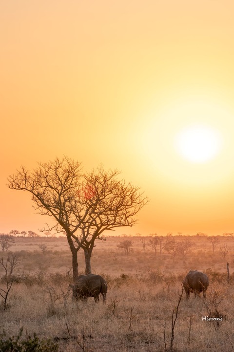 lr blog Londorozi Rhinos-01375