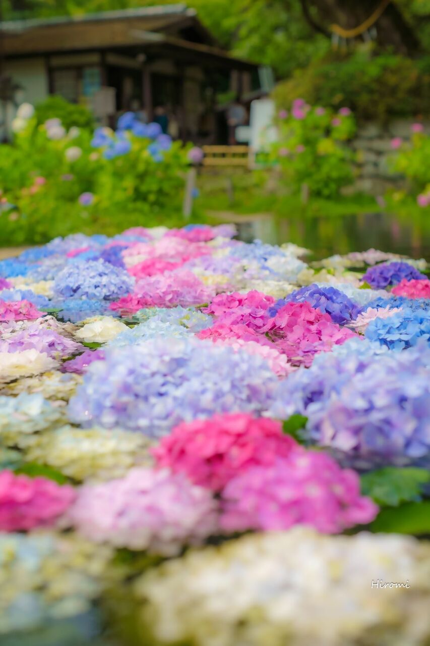 大阪の紫陽花おすすめ名所 大人のための絶景アドベンチャー 大阪の紫陽花おすすめ名所 大人のための絶景アドベンチャー