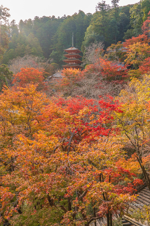 lr blog Hasedera-02982
