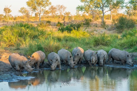 lr blog Londolozi Rhinos-00778