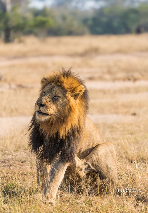 lr blog Londolozi Lion-01533