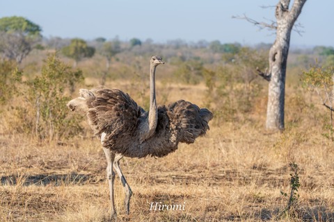 lr blog Londorozi Ostrich-01243