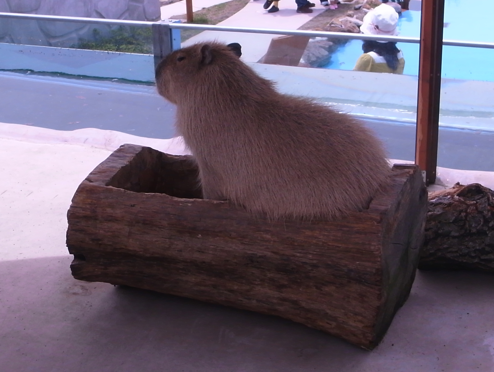 那須どうぶつ王国 ごはん