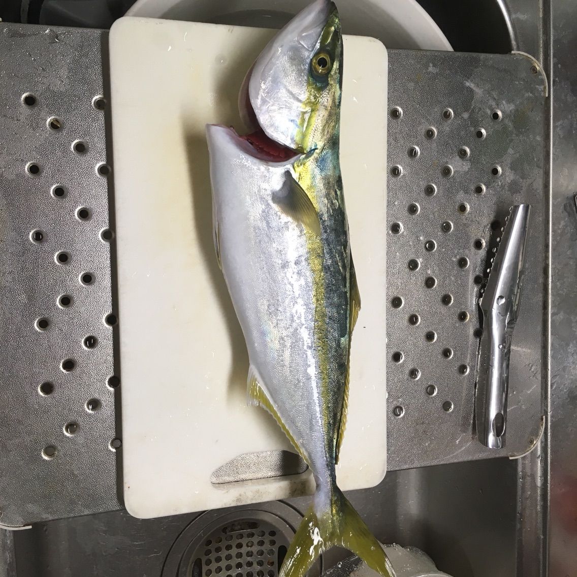 釣った魚を食う イナダ食ってみた カヤックフィッシングと犬と時々畑仕事 釣った魚を食う イナダ食ってみた カヤックフィッシングと犬と時々畑仕事