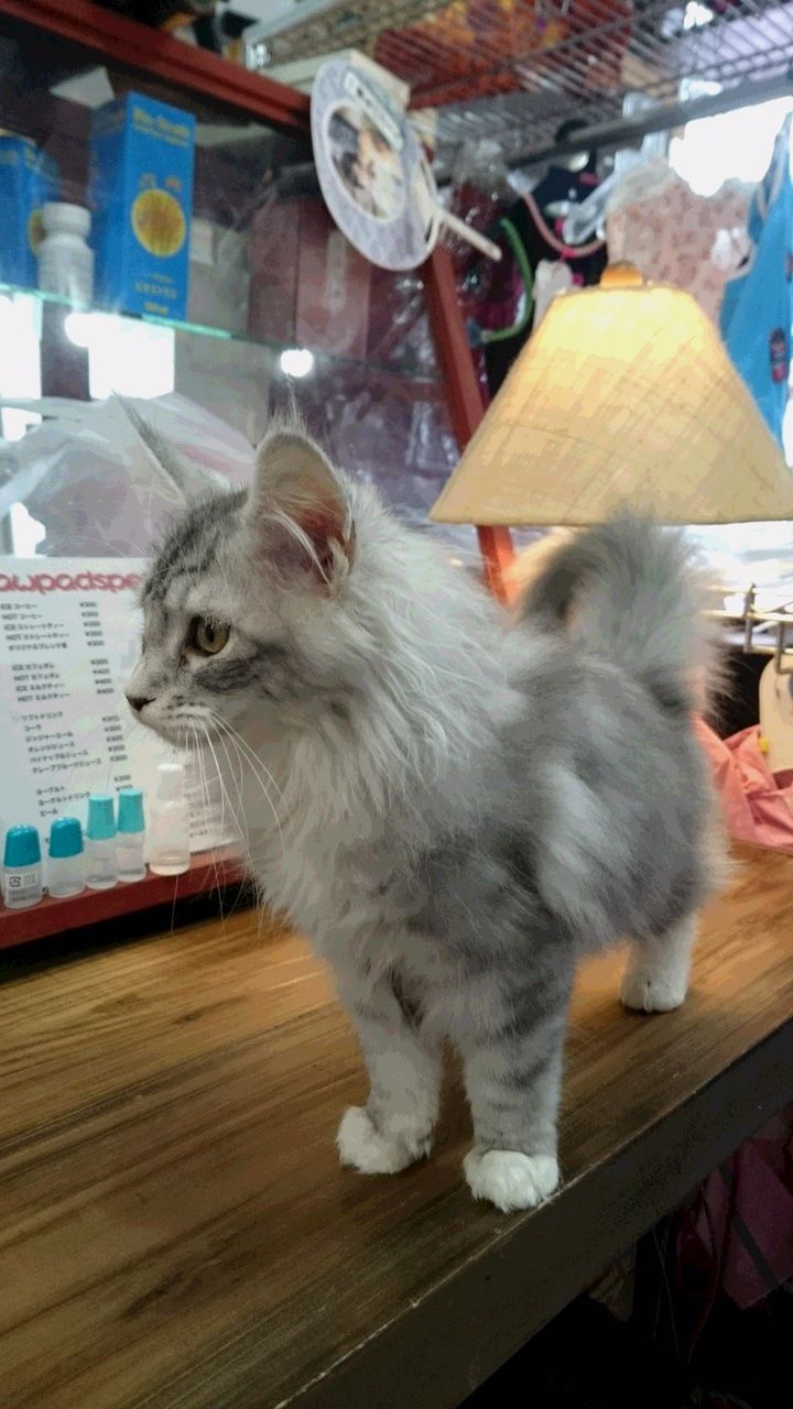 お買い上げ 寝猫 Nenneko お買い上げ 寝猫 Nenneko