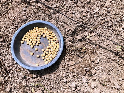 大豆豆