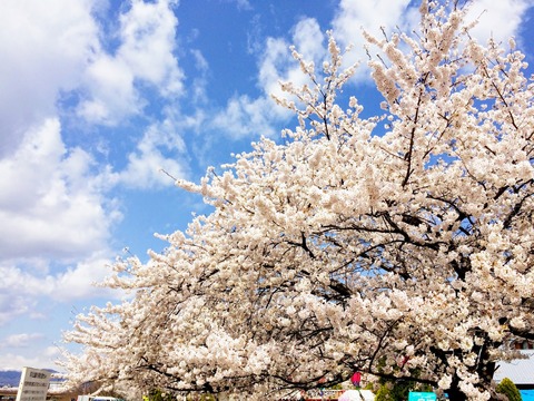 桜