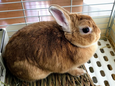 らん