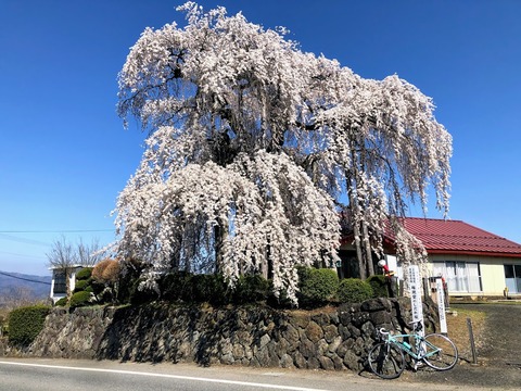 権現堂