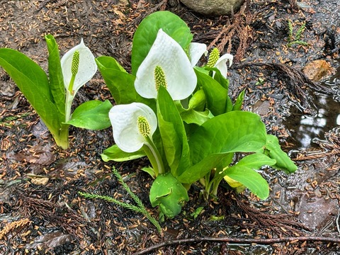 ミス芭蕉