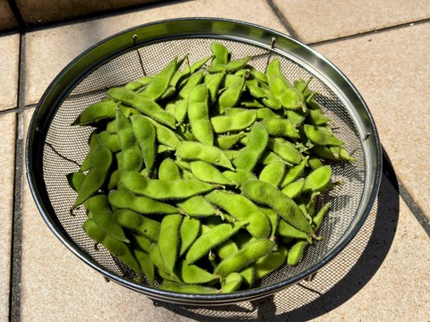 豆