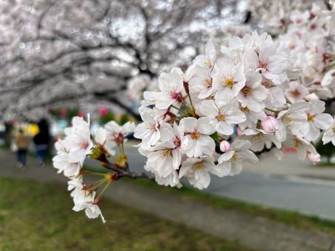 桜
