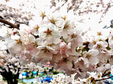 雨に濡れる桜