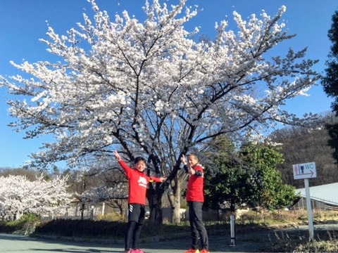桜と