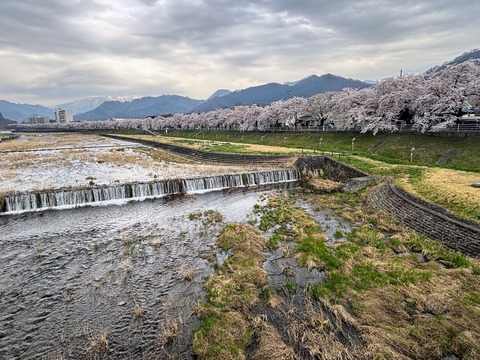 桜ライン