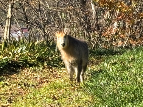 カモシカアップ