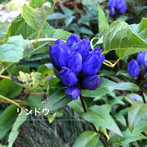 りんどう