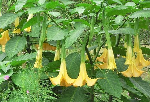 ひろ爺のカウントダウン ラッパがぶ らぶら