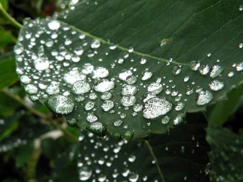 ひろ爺のカウントダウン 葉っぱの上の水滴レンズ