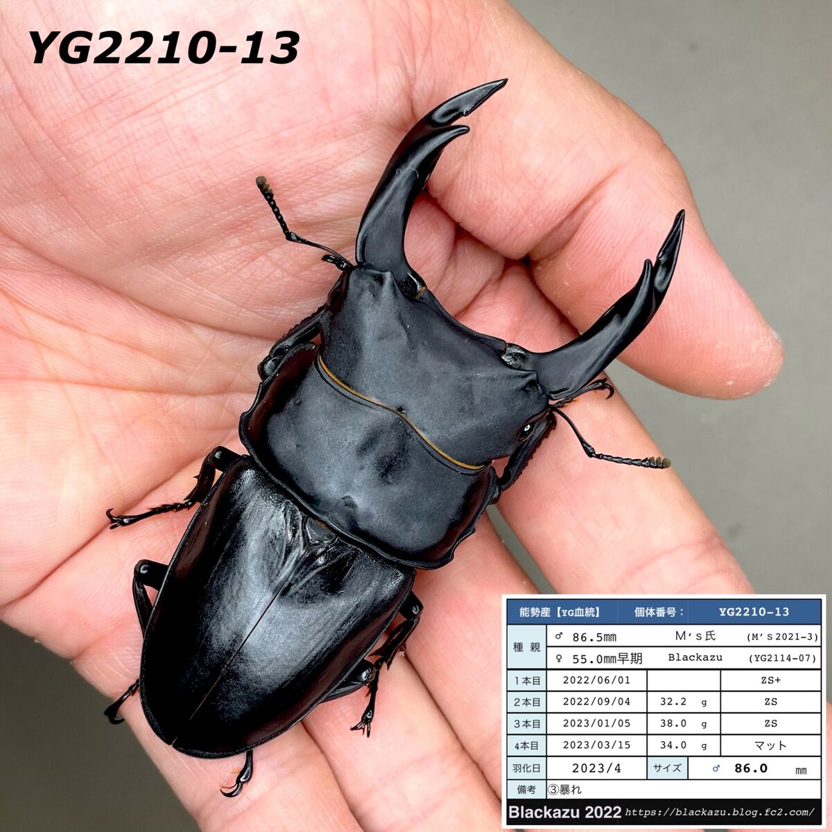 国産オオクワガタ 能勢YG大型血統 超大型