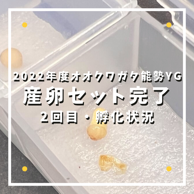 産卵セット完了