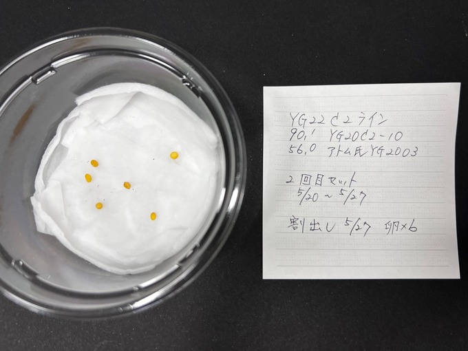 YG22C2ライン2回目 (4)