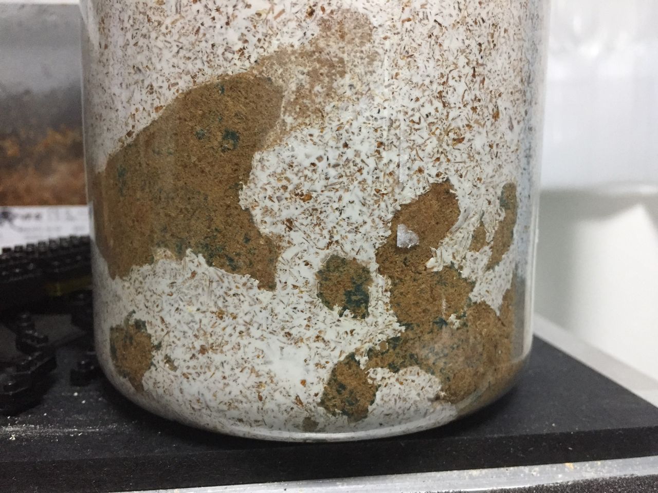 かびかび カビ カビ！？ : ひろパパ BreedingJournal