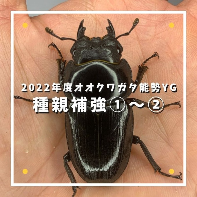 種親補強 (1)