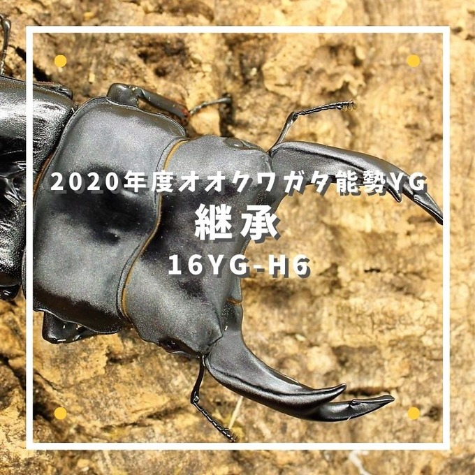 2020年度オオクワガタ能勢YG] 継承：16YG-H6 : ひろパパ