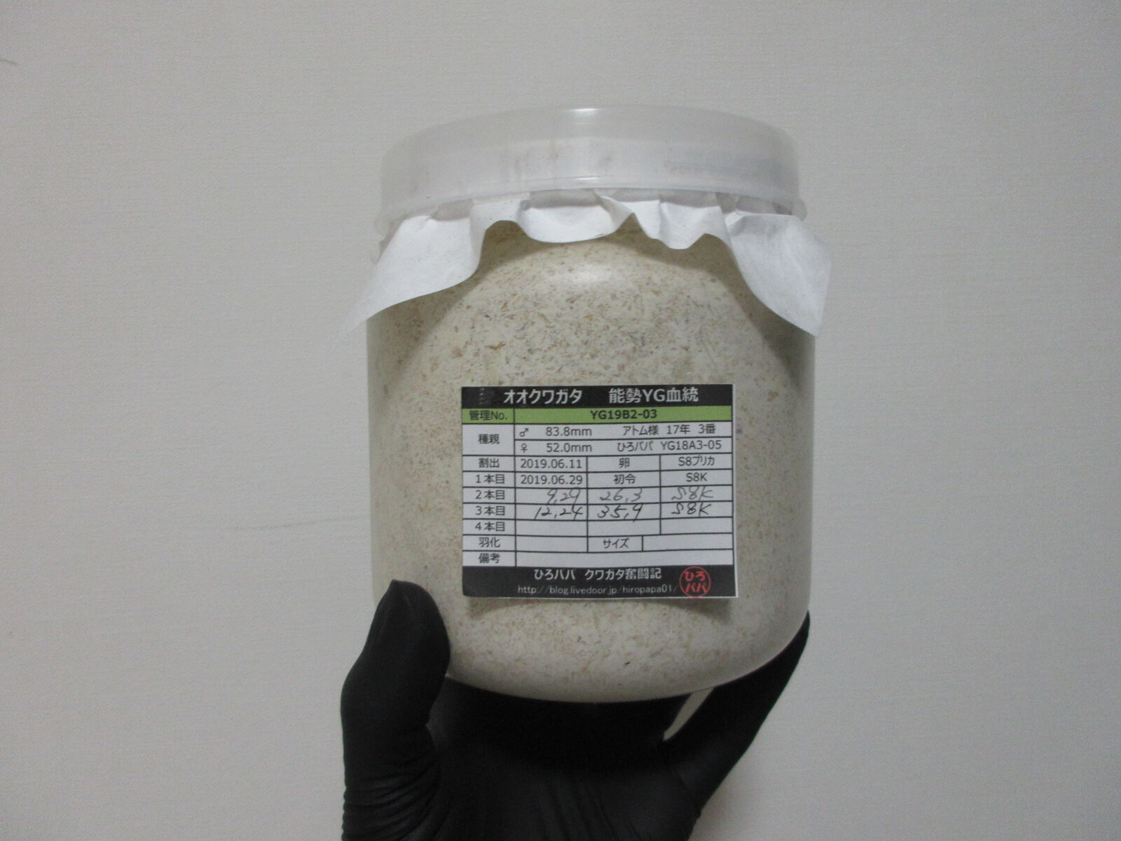 2019年度オオクワガタ能勢YG】蛹化ラッシュ～羽化ボトル観察